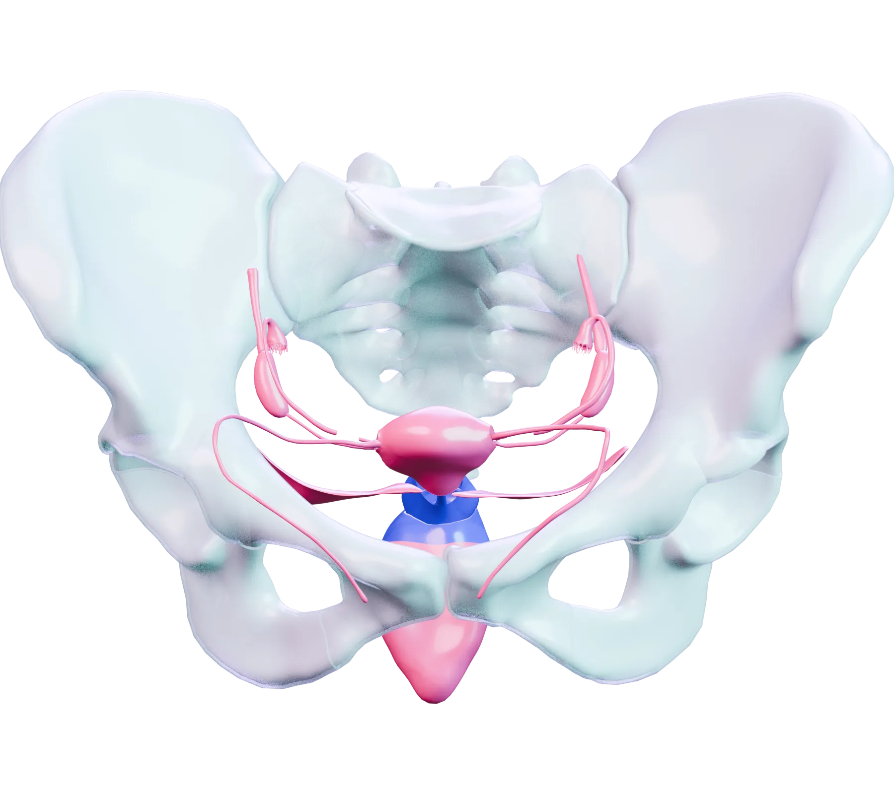 Illustration of the female pelvic region.