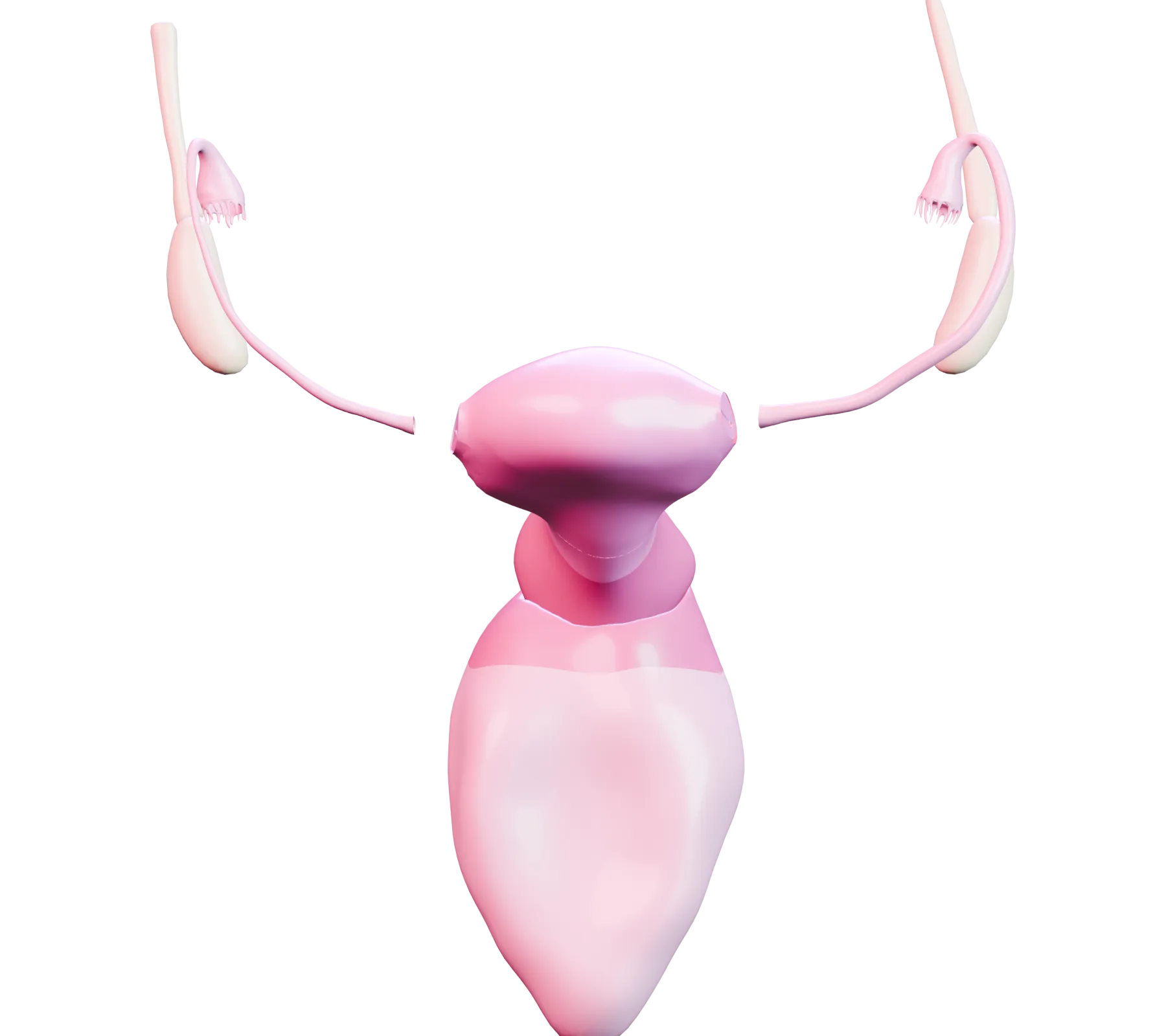 Illustration of the female reproductive system, showing the uterus and the cervix.