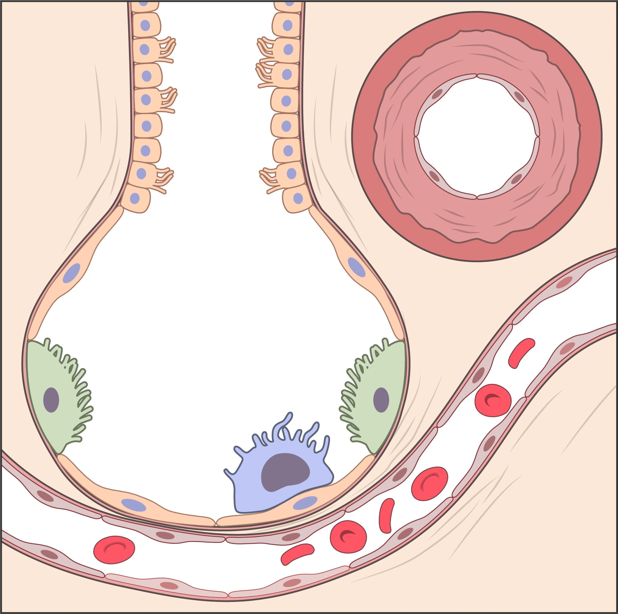 Pulmonary alveolus: an air space surrounded by a thin wall and capillaries
