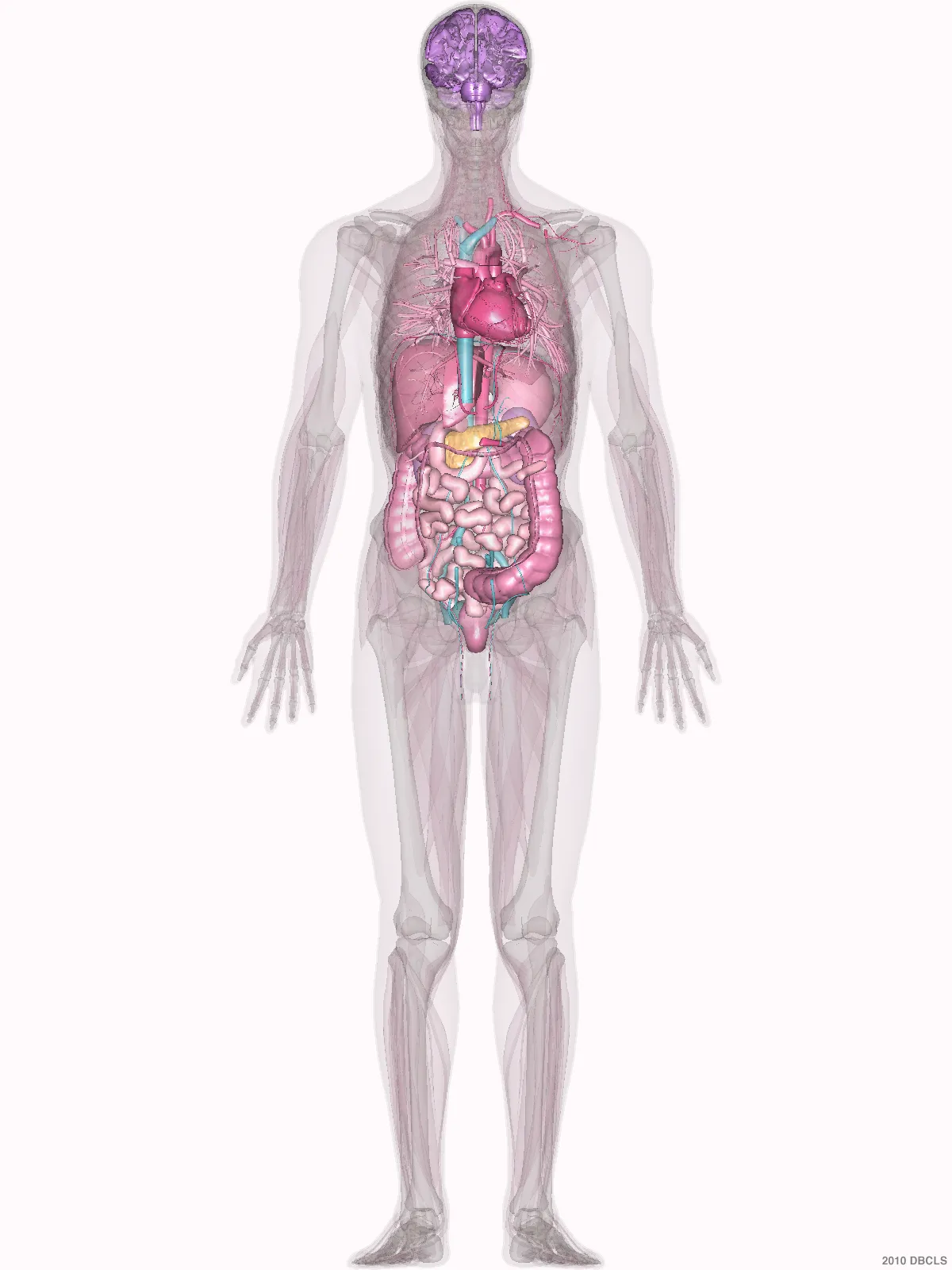 Body figure with the thigh marked