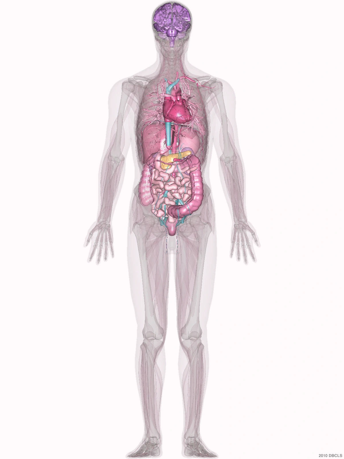 Human figure with the pancreas region marked in the upper abdomen