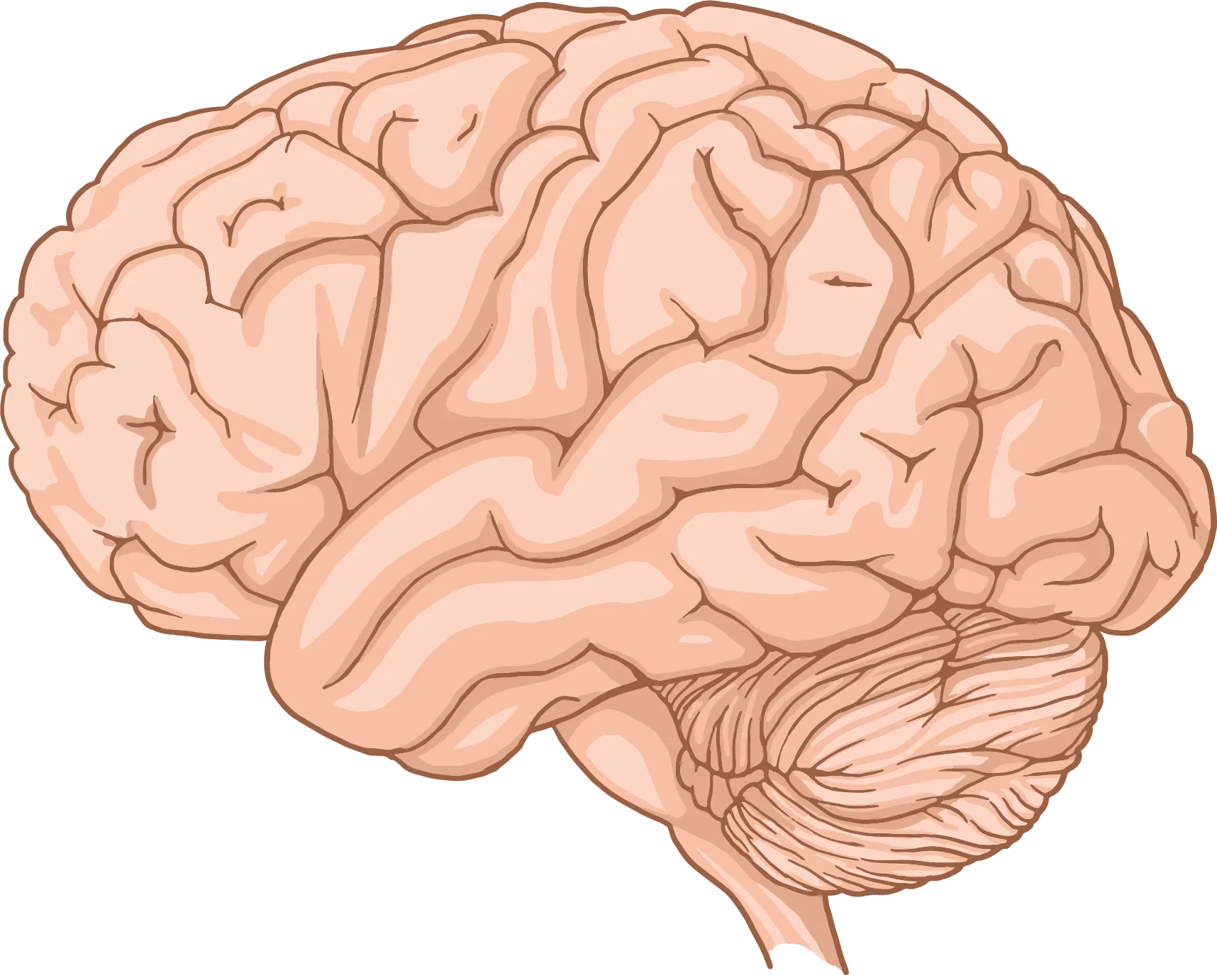 Side view of the human brain