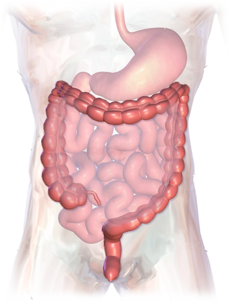 Illustration of the abdomen: the large intestine, in red, frames the loops of the small intestine and runs down the middle to the rectum and anus