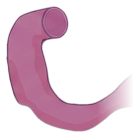 Drawing of the duodenum on its own: a pink, C-shaped tube leading out of the stomach