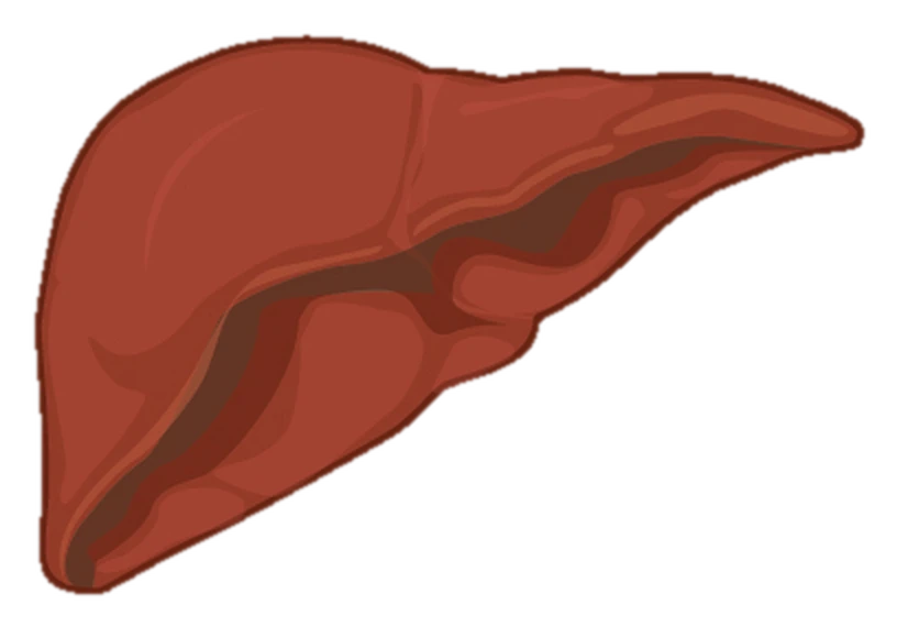 Drawing of the liver on its own, reddish brown, seen from the front