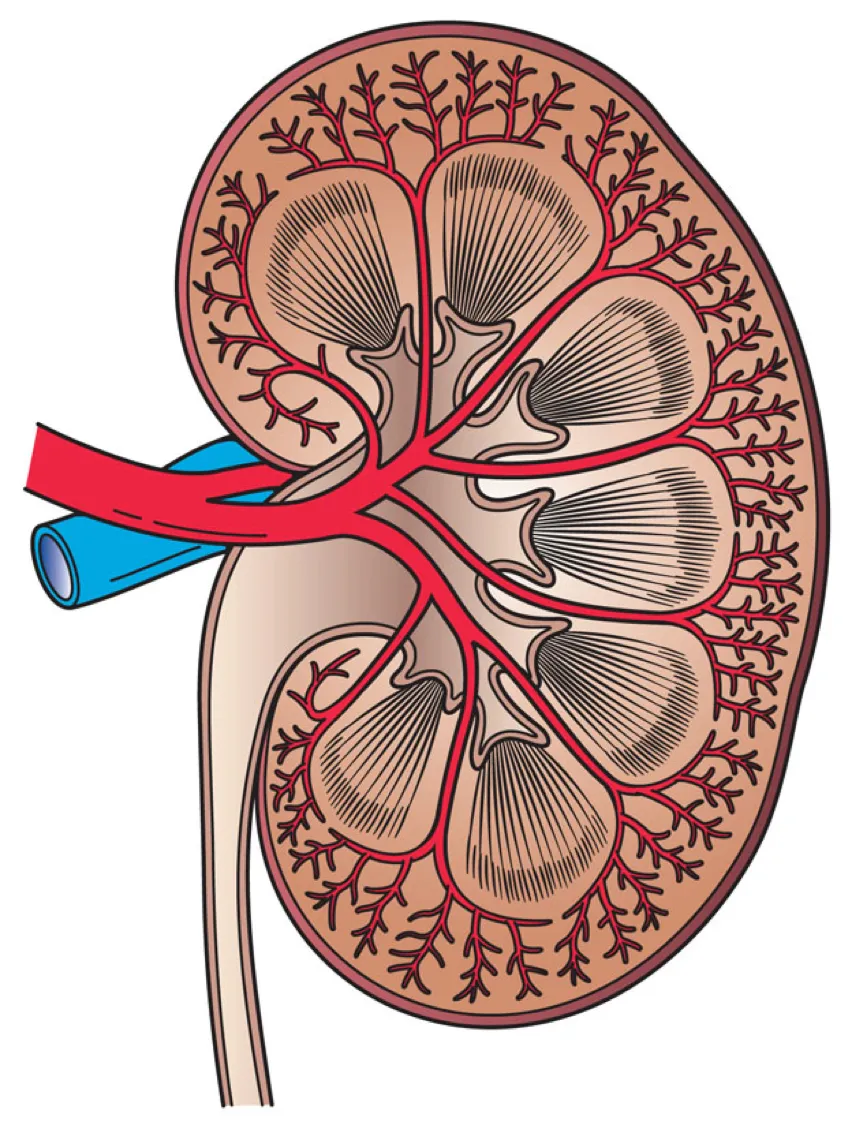 Cross-section of a kidney with a red artery, a blue vein and a pale ureter