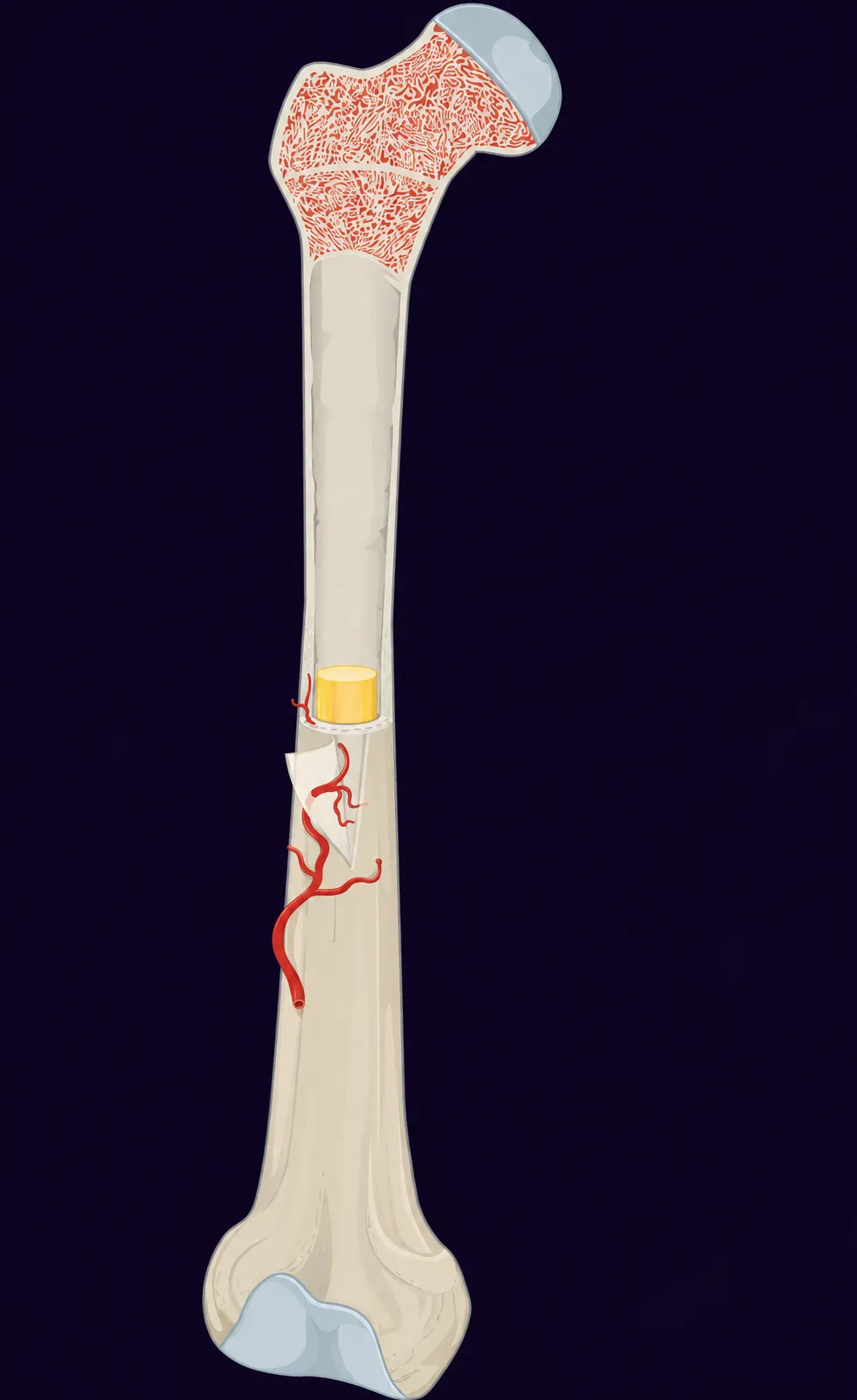 Long bone cut open: a compact outer layer and a spongy network at the ends
