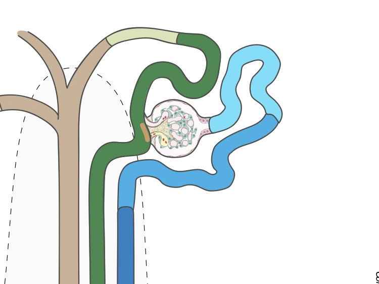 Illustration of a nephron: the glomerulus, a round tuft of blood vessels, and the tubules that lead away from it