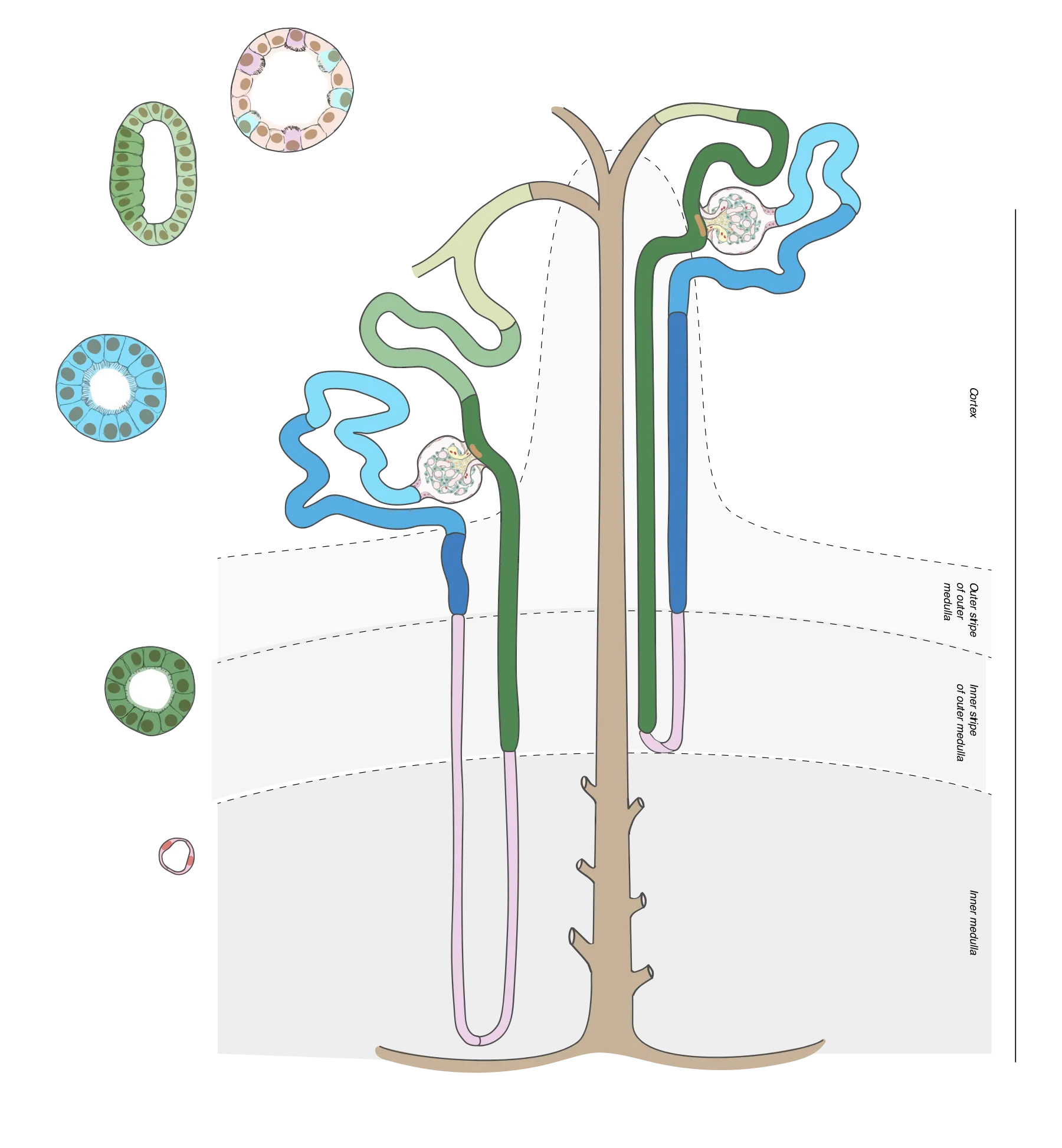 Nephrons: round balls of blood vessels connected to long tubules