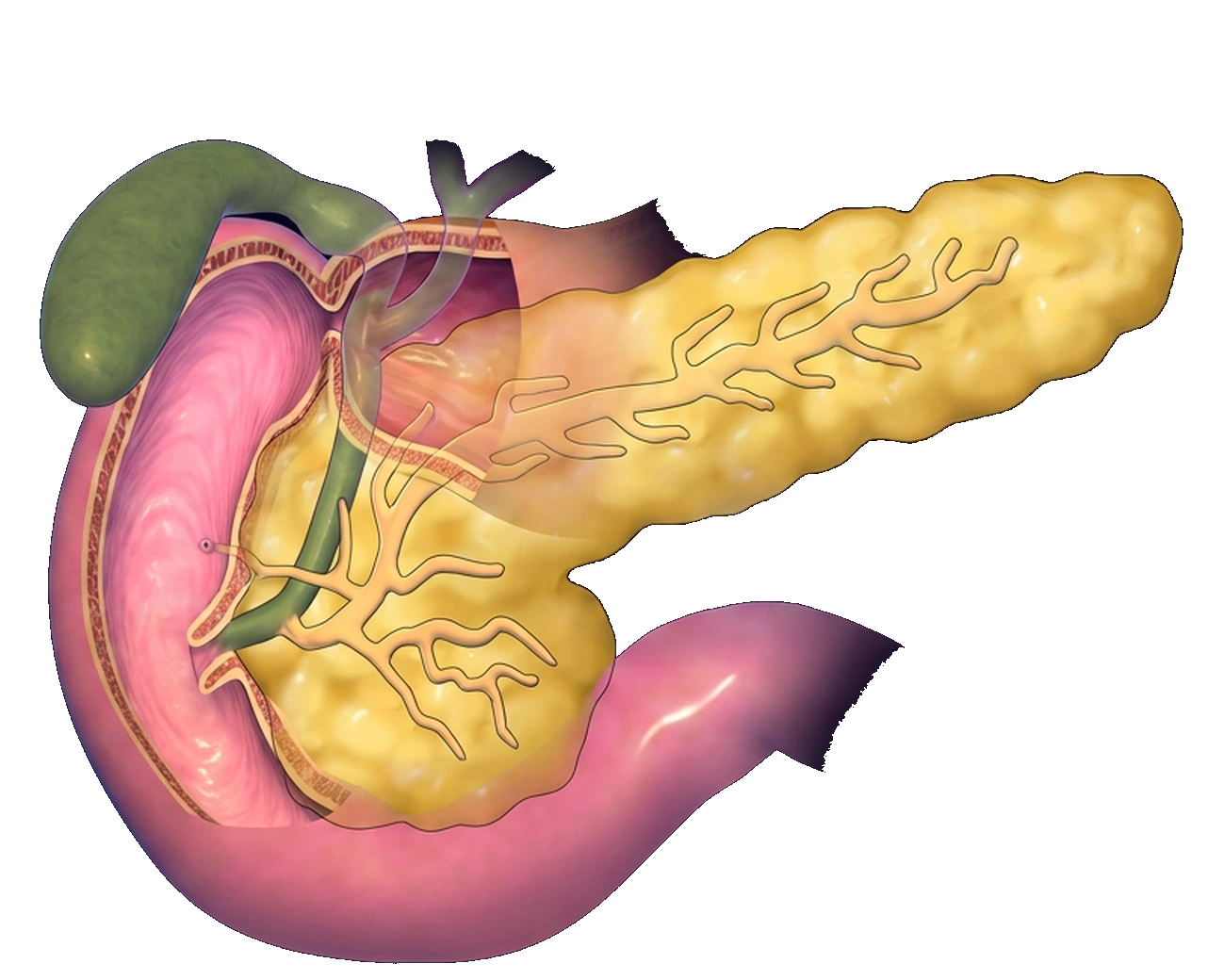 The branching pancreatic duct inside the pancreas and the green bile duct beside its head; both empty into the duodenum.
