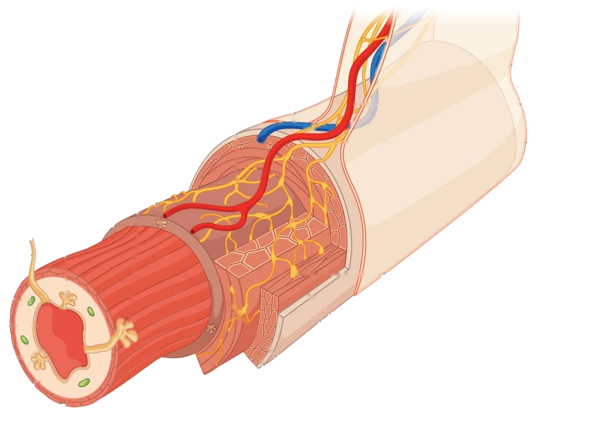 Diagram of a cut section of the digestive tract: the pale mucosa on the inside, around the central opening, then the red muscle layer, and the serosa on the outside