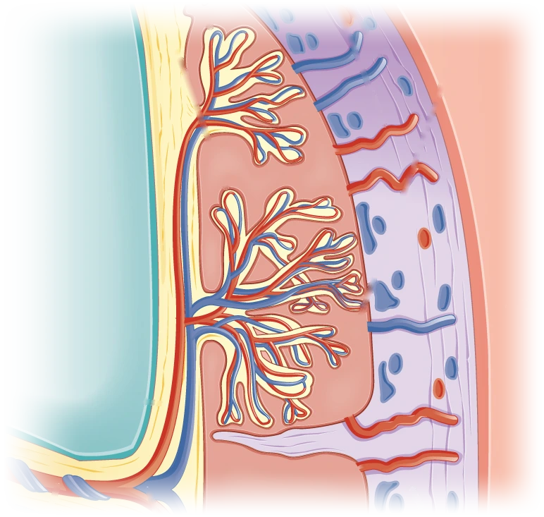 Close-up illustration of a placenta: branching villi with red and blue blood vessels, surrounded by the mother’s blood, next to the wall of the uterus
