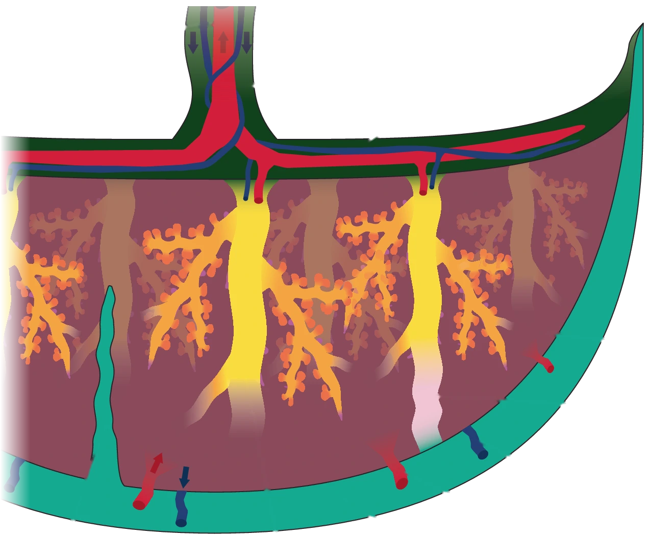 Diagram of a placenta: the umbilical cord at the top, branching villi inside, and the mother’s arteries coming in at the base