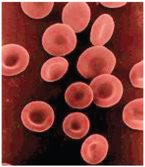 Biconcave red blood cells seen up close, dipped in the center