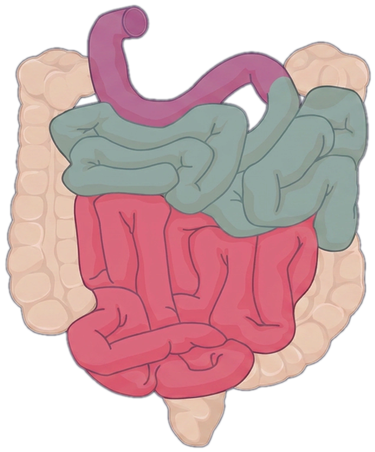 Loops of small intestine surrounded by the colon