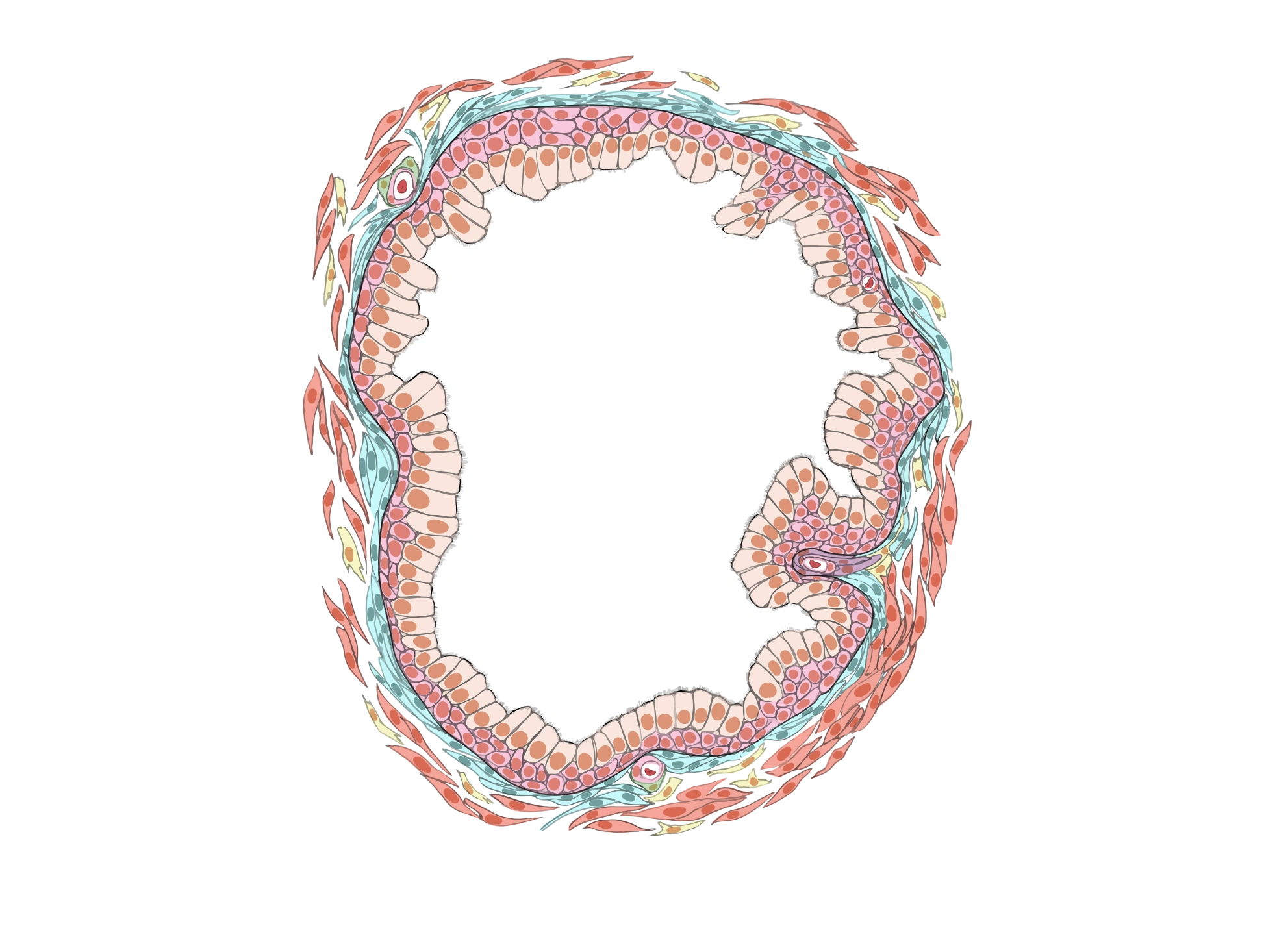 Cross-section of a tiny prostate gland: cells forming a wall around a central space.