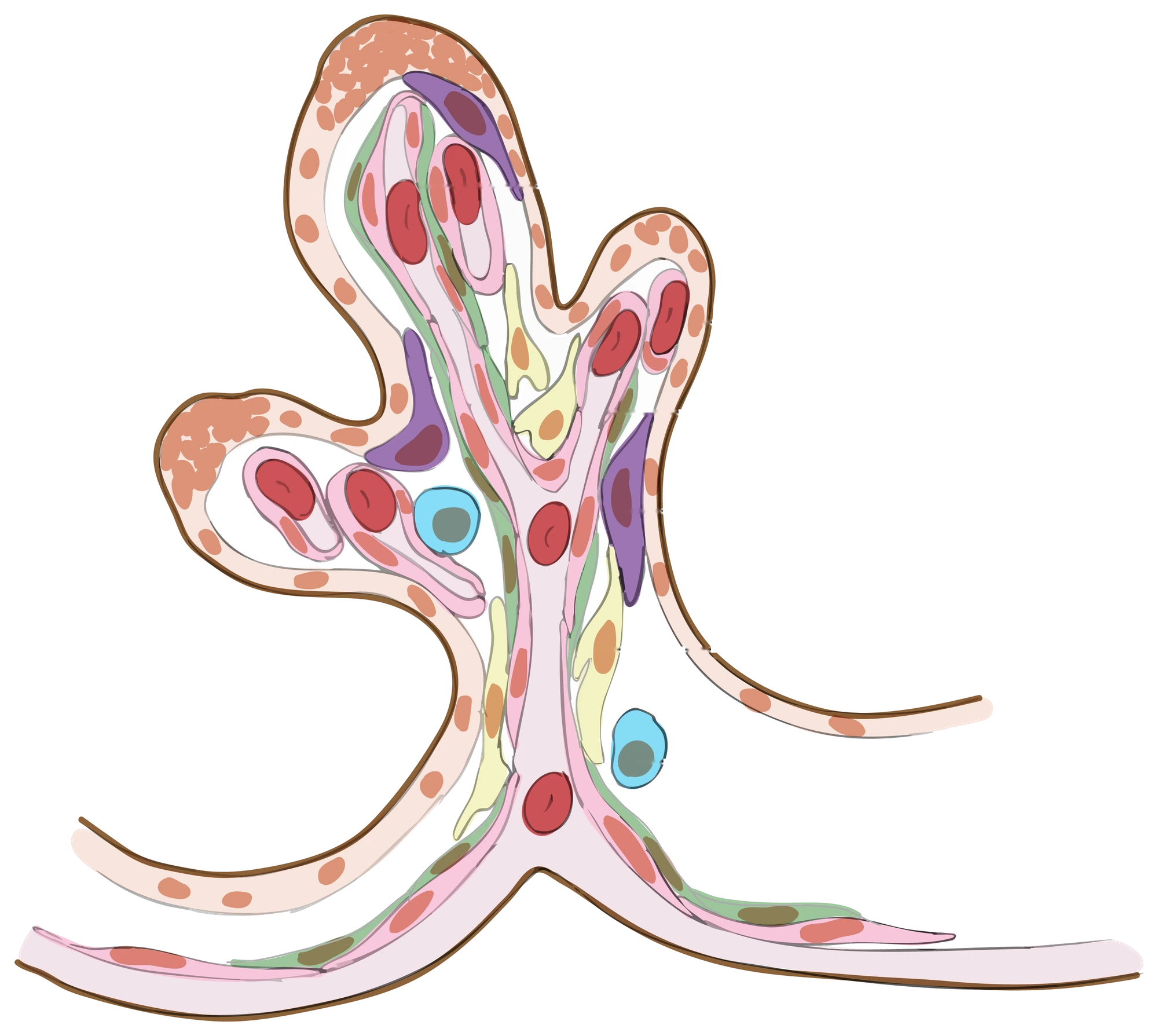 Drawing of a terminal chorionic villus: capillaries filled with red blood cells, wrapped in an outer layer of placental cells
