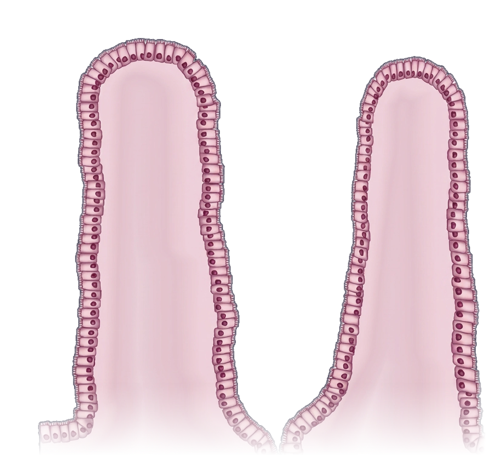 Villi covered by cells, with a fine fringe on their outer surface