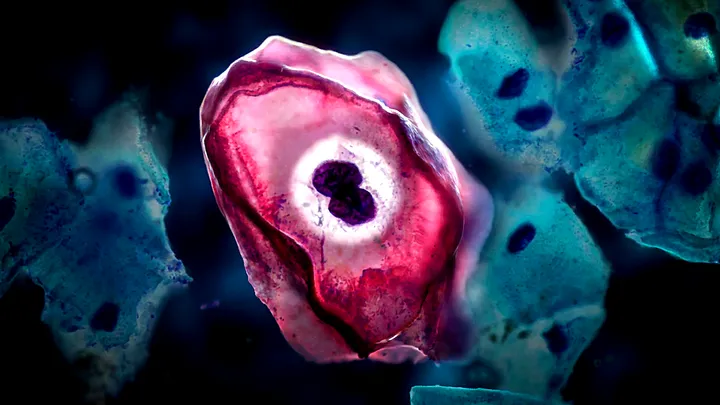 HPV: how a cell changes