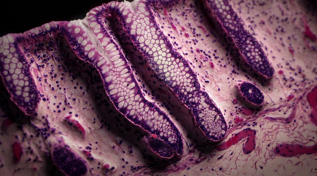 Healthy colon under the microscope