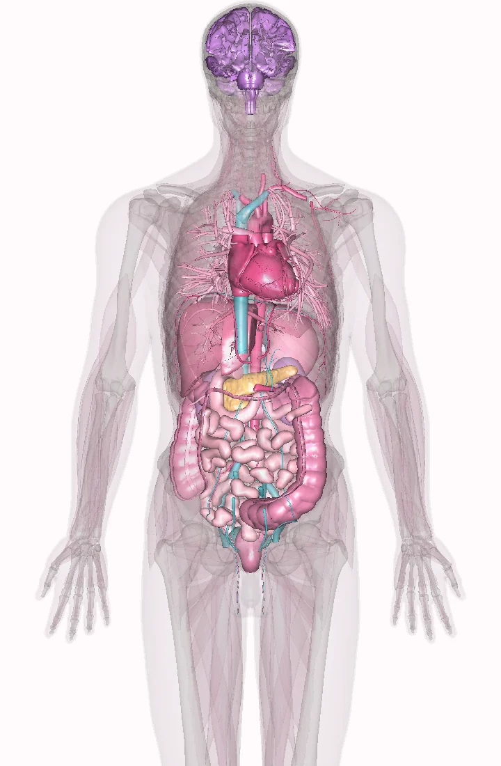 Anatomical model showing the brain, lungs, heart, and abdominal organs